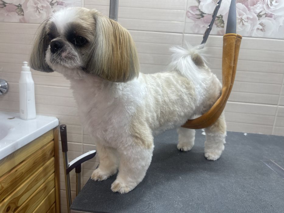 Грумінг стрижка собак та котів