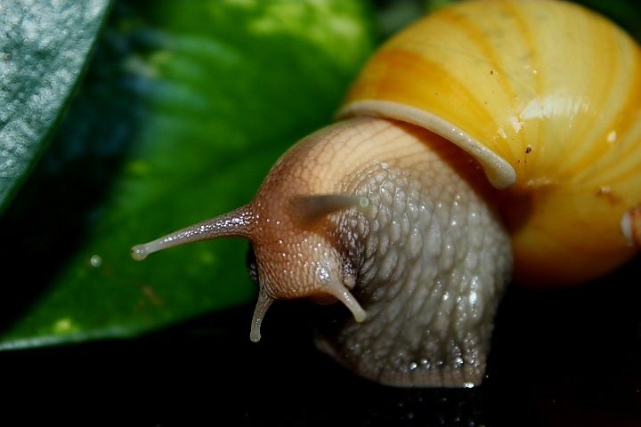 Lissachatina fulica rodatzi ślimak afrykański