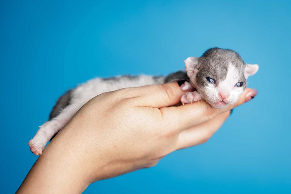 Devon Rex* Chłopczyk* Niebieski arlekin