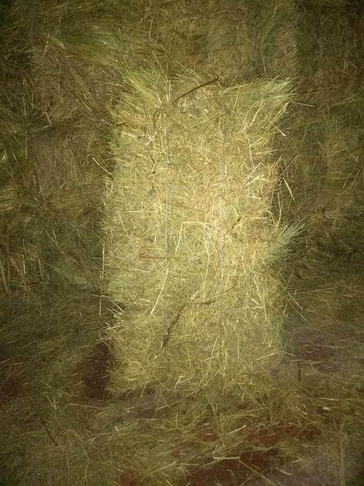 Сіно в тюках лугове