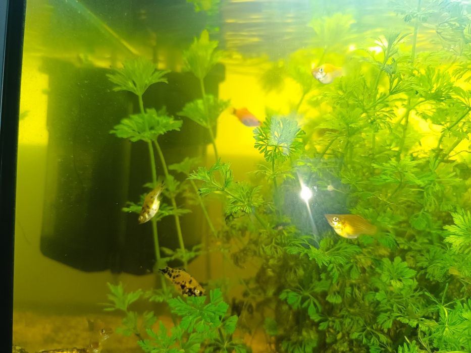 Peixes de água quente
