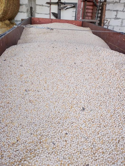 Pszenica ozima Wenecja i GROCH polecam