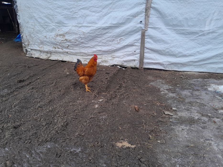 Продам молодих півнів