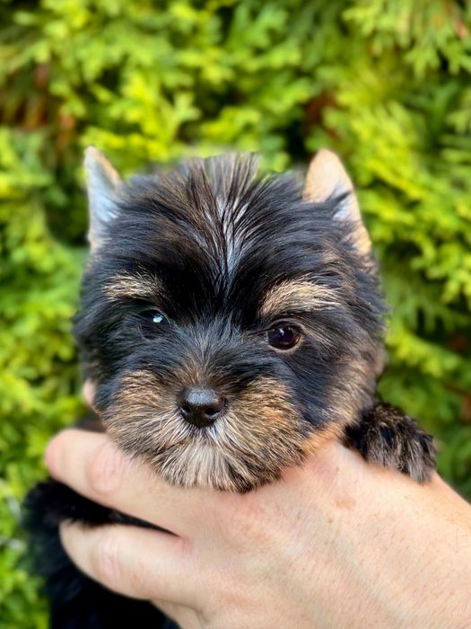 Sunia rasy Yorkshire Terrier