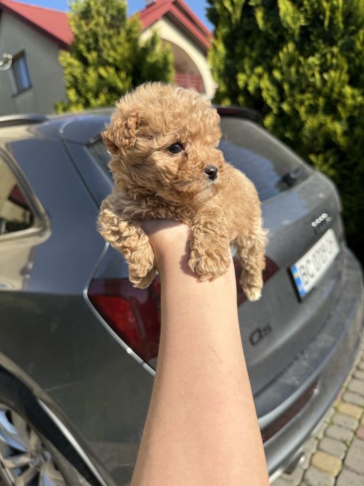 Найкращі цуценятка для дітей мальтіпу