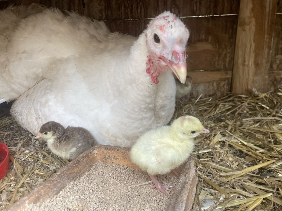 Indyk, indyki. Indyczka z mlodymi