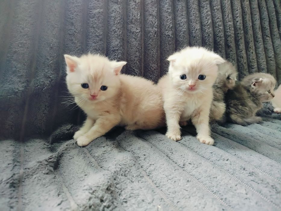 Котята вислоухие