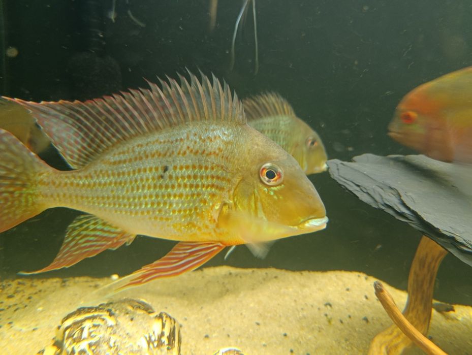 Geophagus altifrons Rio Negro
