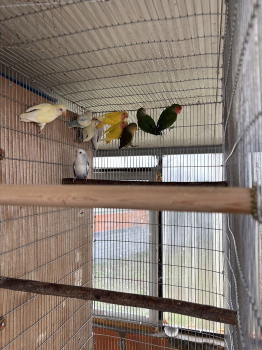 Agapornis Roseicollis