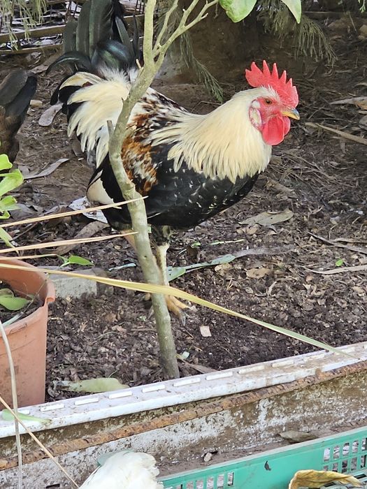 Excelentes galos para criação