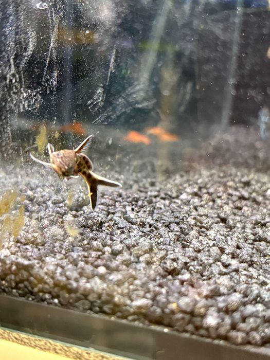 Synodontis petricola