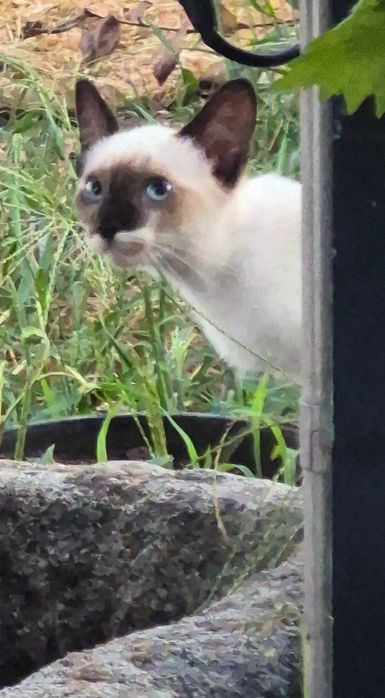 Gatinhos para adoção