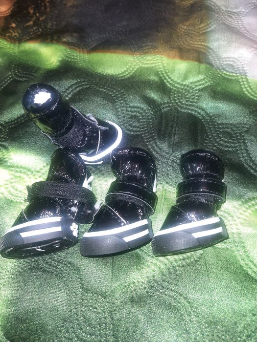 Черевички для собак