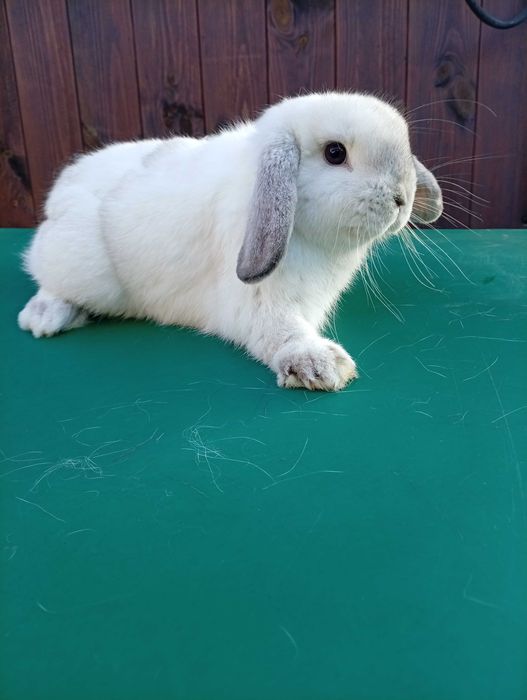 Króliczki mini lopki