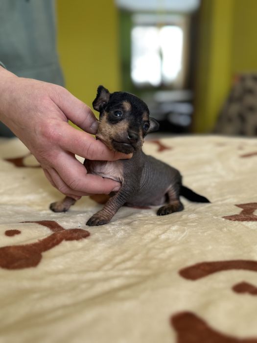 Мексиканська гола ксоло міні дівчинка