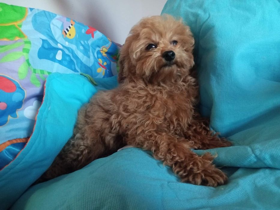 Maltipoo pieski.