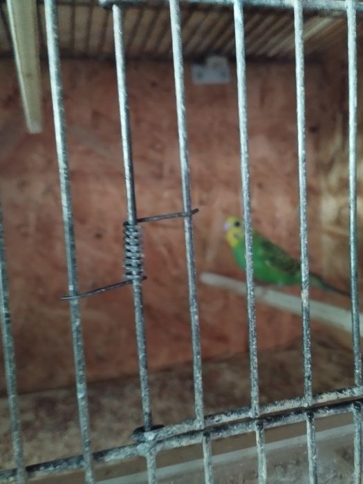 Caturras novas e outros