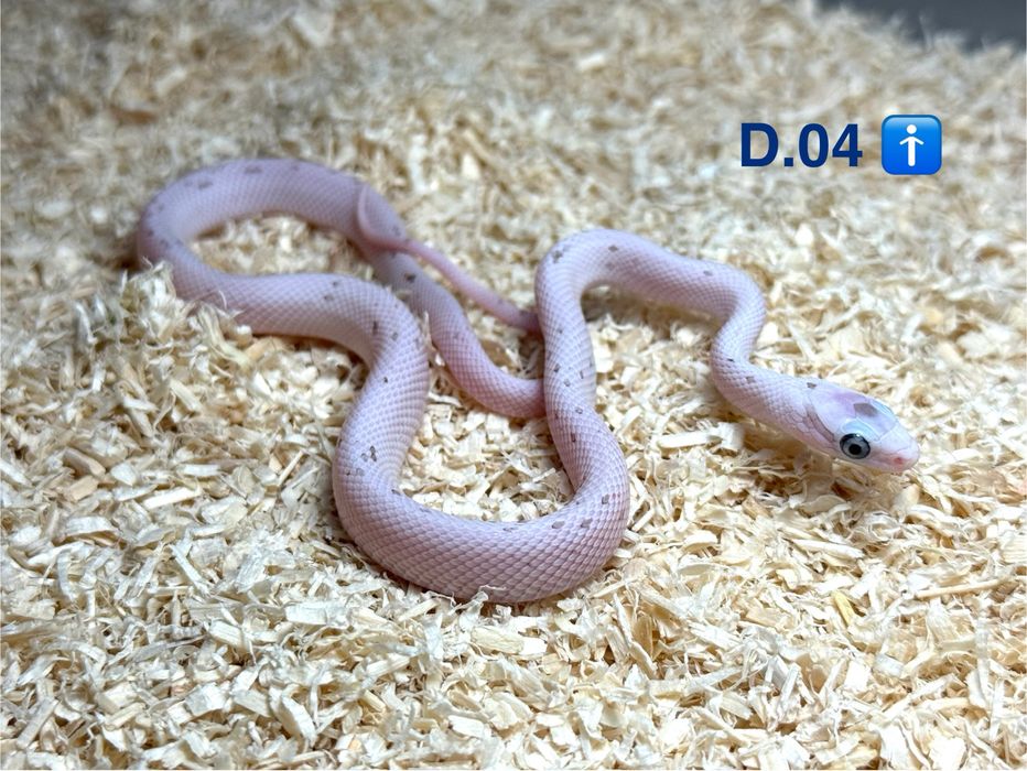 Wąż zbożowy - Palmetto