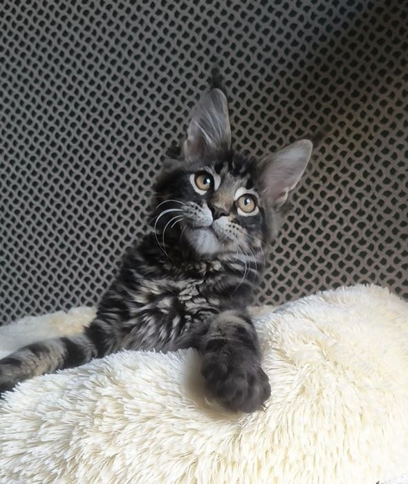 Котенок Мейн Кун