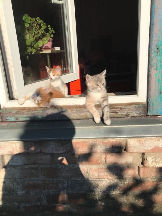 Котята в добрі руки