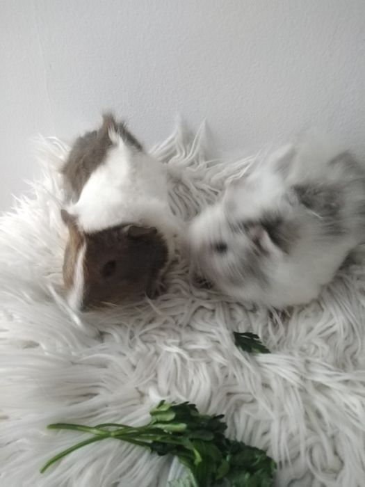 Młodziutkie świnki morskie szukają nowego domu