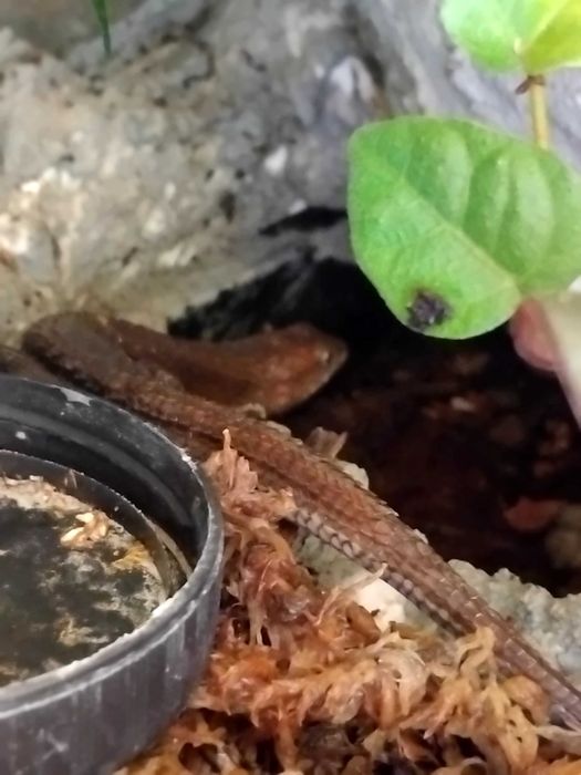 4 Scynki wodne tropidophorus microlepis z terrarium