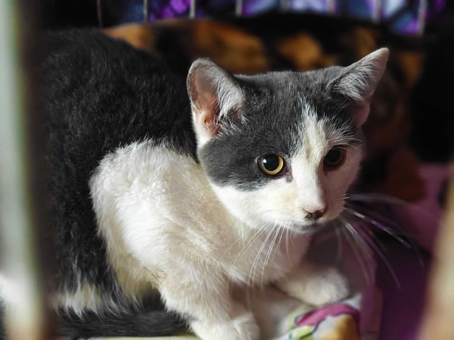 Маленький Матюша,  кошеня 3,5міс,  шукає маму-тата // кіт  кішка