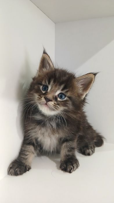 Муркотлива дівчинка Мейн-кун