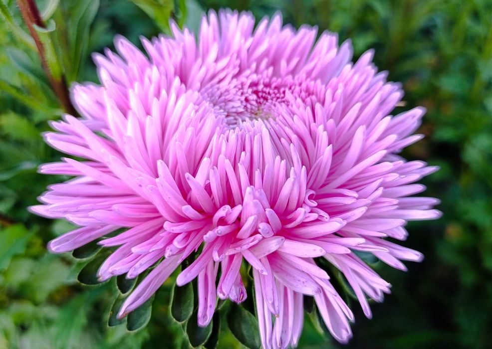 Пропоную своє домашнє насіння -  Айстра махрова