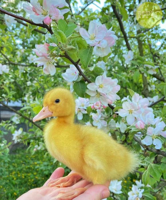 Гуси, Качка, Кобб-500 бройлер, Долматинець,Мастер,Адлер Сріблястий ОПТ