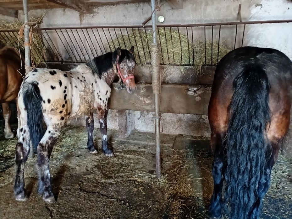 Witam sprzedam klacz