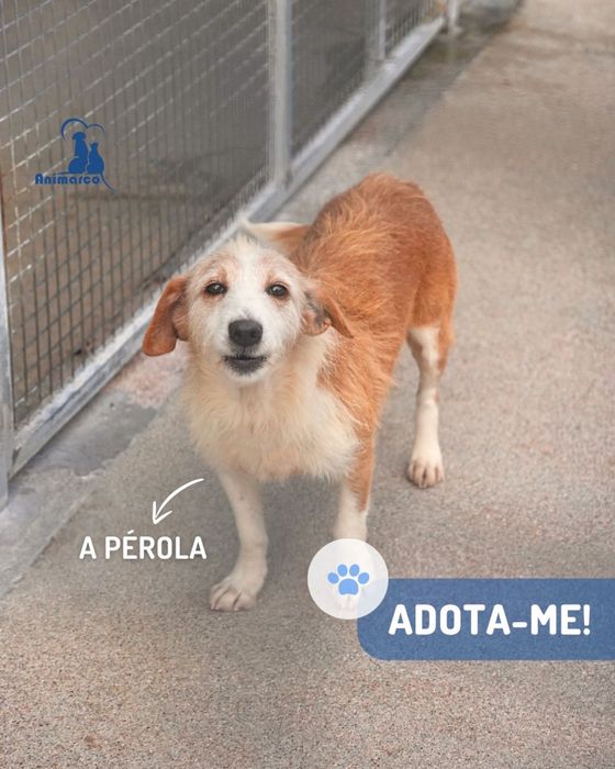 Perola cadela porte medio- pequeno