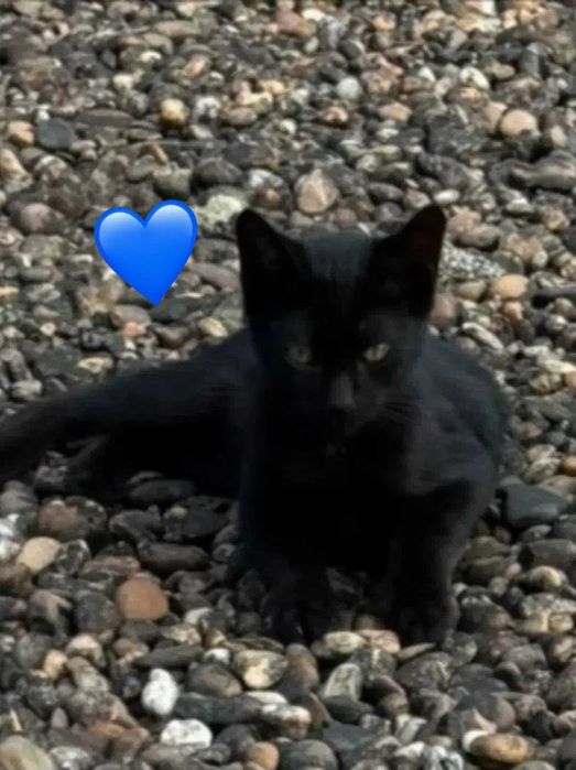 Gatinhos bebés para adoção responsável