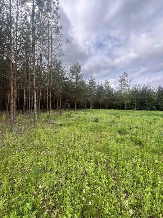 Продаж ділянки біля лісу с. Славне