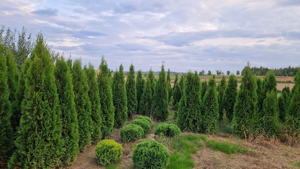 Tuja szmaragd 1,8-2m żywopłot Szkółka roślin dostawa