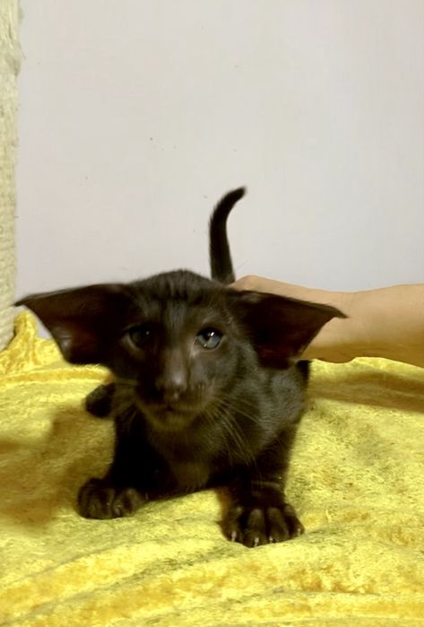 Орієнтальне екстремальне шоколадне кошеня. Ориентал