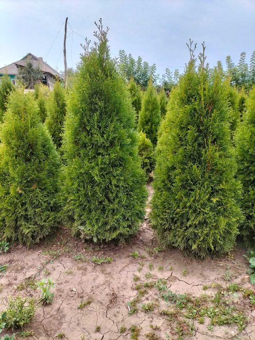 Продам Туя смарагд