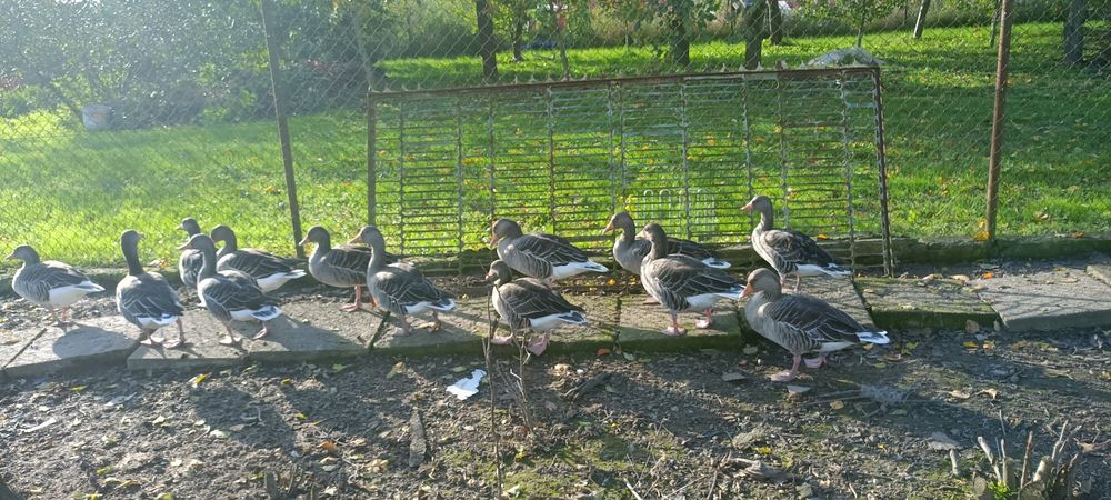 Sprzedam gęsi gęgawy