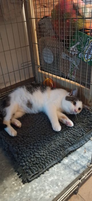 6 miesięczny kocurek szuka domu