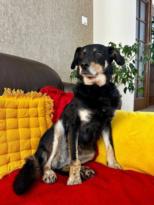 Spokojna suczka do adopcji - Dżetka!