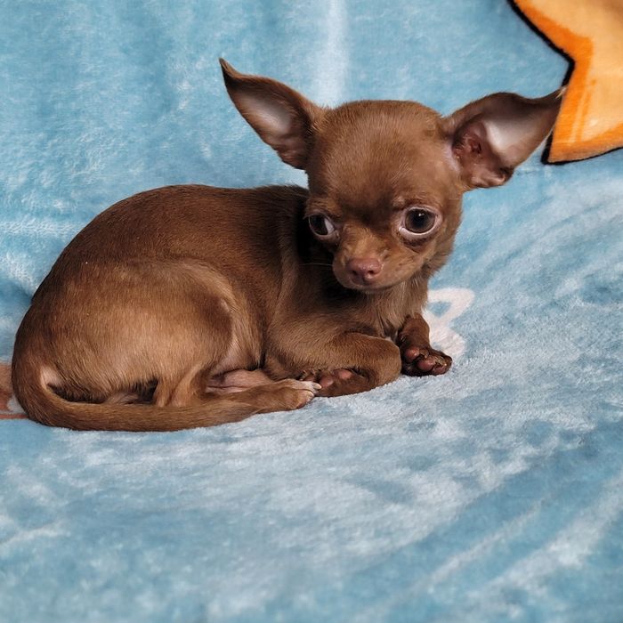 Дівчинка міні-міні розміру