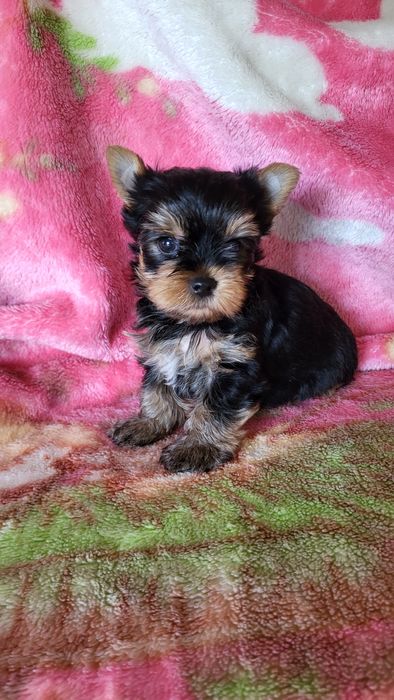 Щенки разного возраста.