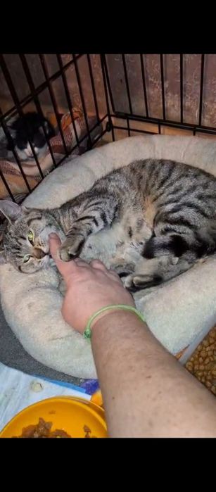 6 miesięczna kotka szuka domu niewychodzącego