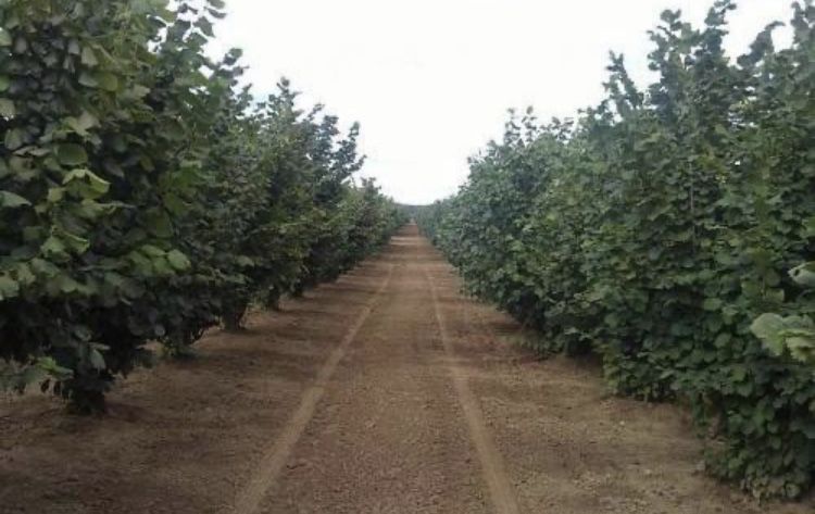 Саженцы ФУНДУКА отводки и Черенки ГОЛАНДИЯ