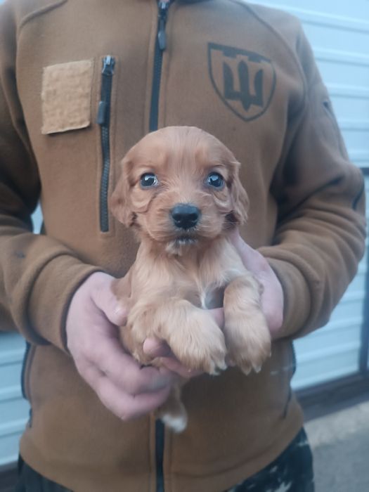 Милые спаниельки