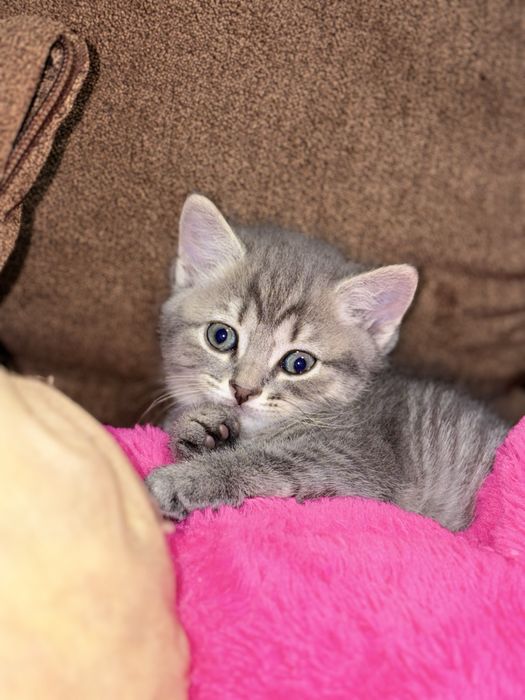 Котята Шотландські