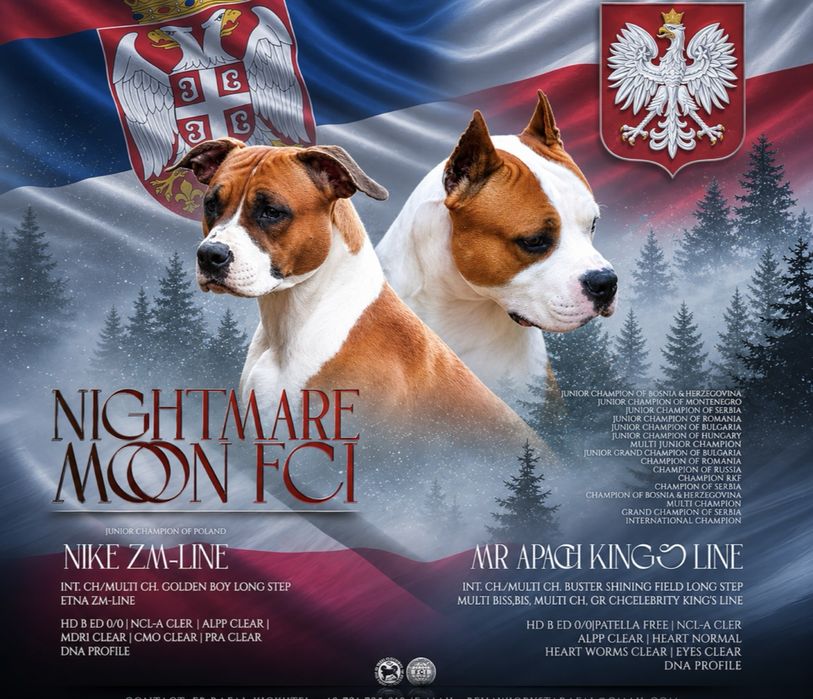 Amstaff ZKWP FCI American Staffordshire Terrier