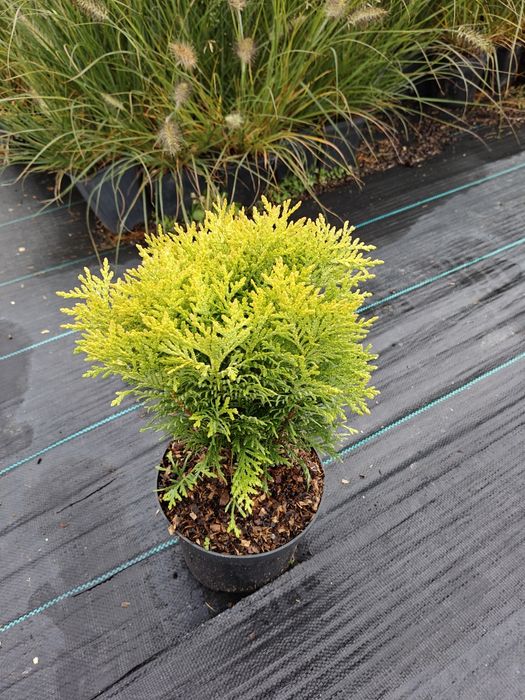 Tuja thuja Mirjam złota kulka
