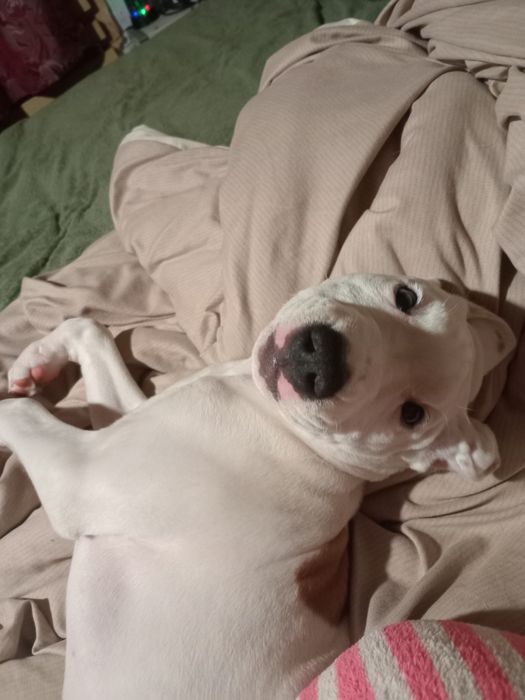 Срочно щенки американского стаффордширского терьера