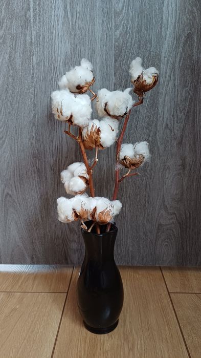 Насіння  бавовни